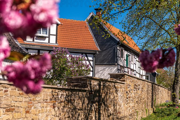 Blossoming tree in front of a traditional half-timbered house with stone wall in the foreground, old town centre, Hattingen, Ennepe-Ruhr district, Ruhr area, North Rhine-Westphalia