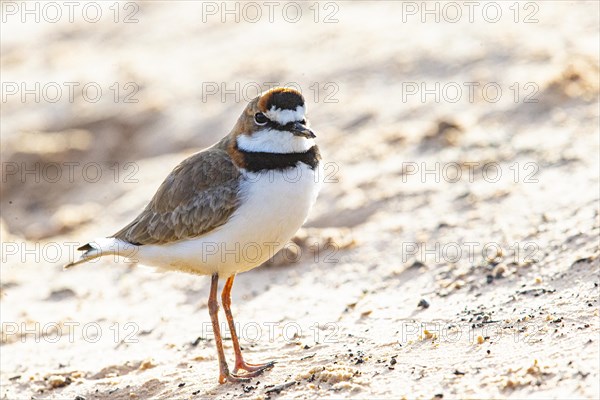 Slender-billed plover (Anarhynchus collaris) Pantanal Brazil