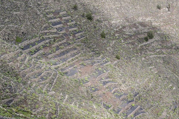 Agriculture terraced landscape seen from the Mirador del Guinate, Haria, Lanzarote, Canary Islands, Spain, Europe