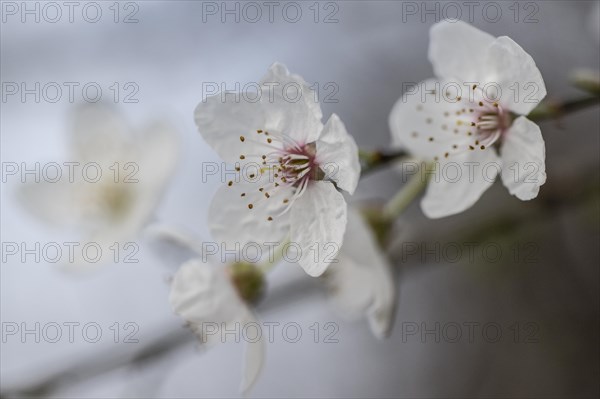 Myrobolane (Prunus cerasifera), blossom, Speyer, Rhineland-Palatinate, Germany, Europe