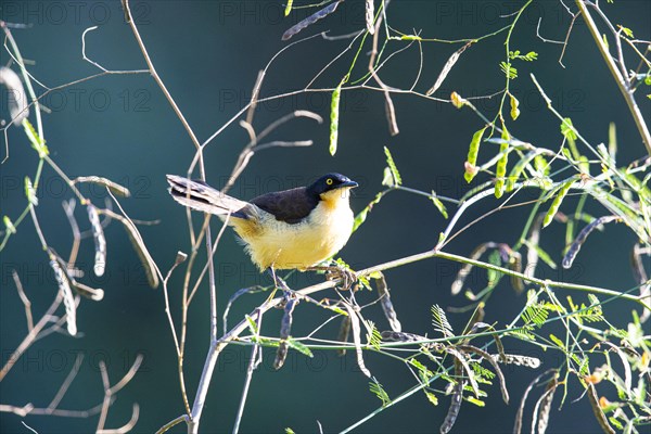 Reed warbler (Donacobius atricapillus) Pantanal Brazil