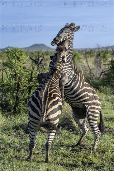 Plains zebra (Equus quagga) 2 stallions fighting, Madikwe Game Reserve, North West Province, South Africa, RSA, Africa