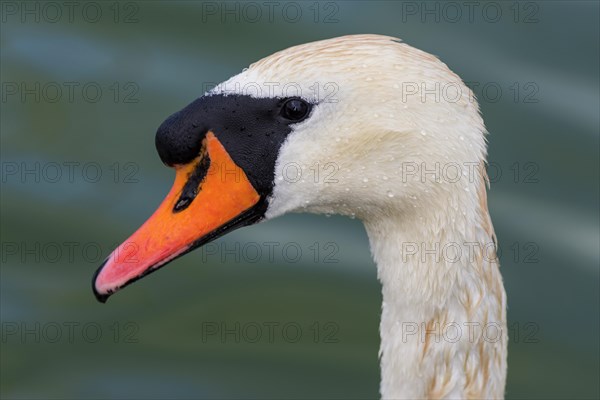 Swan (Cygnus Albus), bird, swimming bird, water bird, nature, lake, freshwater, water, feathers, wildlife, white, head portrait, beak, orange, Masuria, Poland, Europe