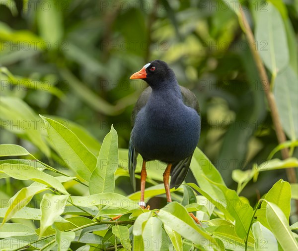 Allen's gallinule (Porphyrio alleni), male, occurring in sub-Saharan Africa, captive, Germany, Europe