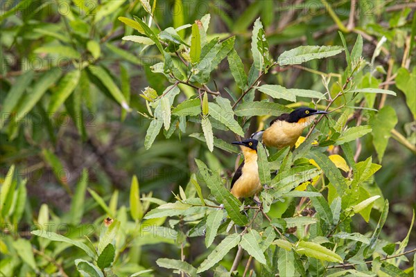 Reed warbler (Donacobius atricapillus) Pantanal Brazil