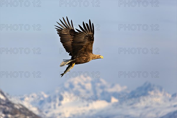 Eagle soaring in the sky with mountainous background, Lofoten