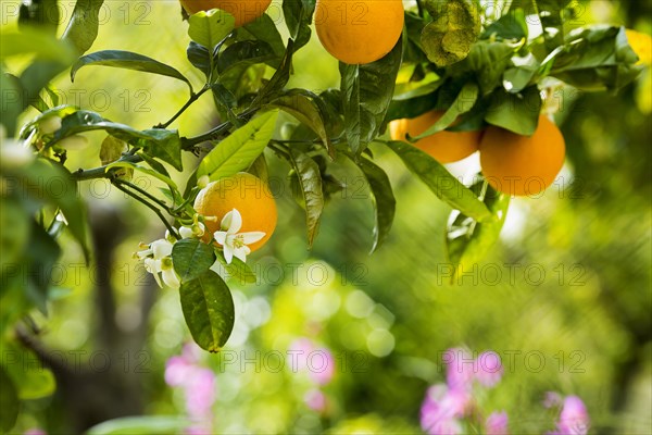 Blooming orange tree, Fornalutx, Serra de Tramuntana, Majorca, Balearic Islands, Spain, Europe