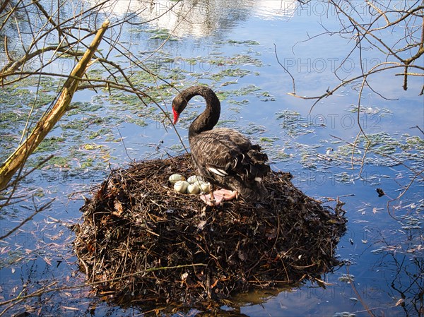 Black swan (Cygnus atratus) at a nest with eggs, North Rhine-Westphalia, Germany, Europe