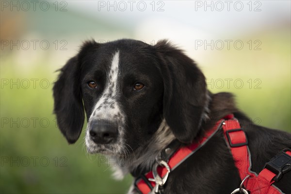 Domestic dog (Canis lupus familiaris), mixed-breed, male, animal welfare, animal welfare dog, profile shot, looking forward, black and white spotted coat, brown eyes, red harness, double safety collar, background blurred green and blue, Hesse, Germany, Europe