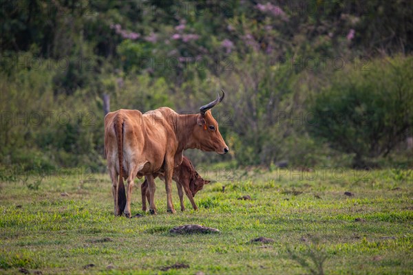 Cow on a pasture in the sun, close-up, portrait of the animal at Pointe Allegre in Guadeloupe au Parc des Mamelles, in the Caribbean. French Antilles, France, Europe