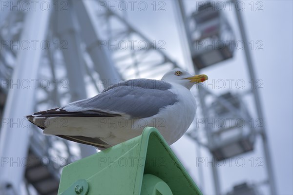 European herring gull (Larus argentatus), behind a giant wheel, Kuehlungsborn, Mecklenburg-Western Pomerania, Germany, Europe