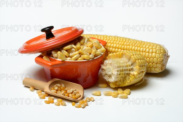 Fresh maize kernels in pots and dried maize kernels in scoops, corn (Zea mays)