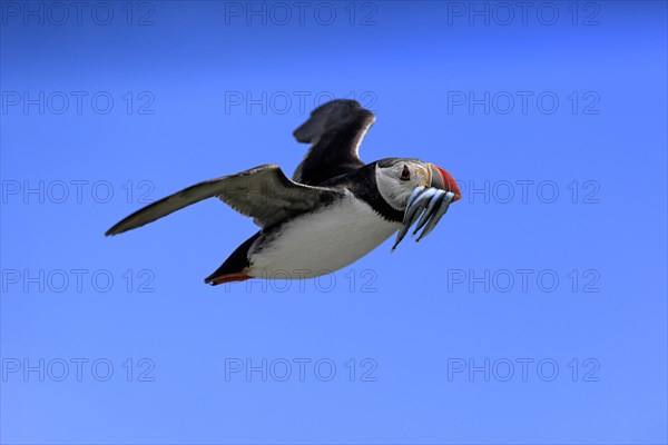 Puffin (Fratercula arctica), adult, flying, with sand eels, with food, Faroe Islands, England, Great Britain, Europe