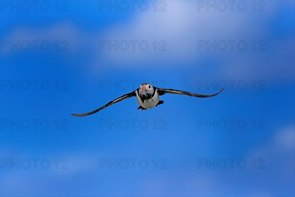 Puffin (Fratercula arctica), adult, flying, with sand eels, with food, Faroe Islands, England, Great Britain, Europe