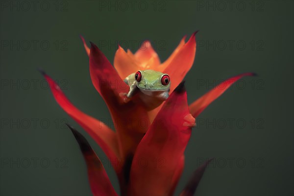 Red-eyed tree frog (Agalychnis callidryas), adult, on bromeliad, captive, Central America