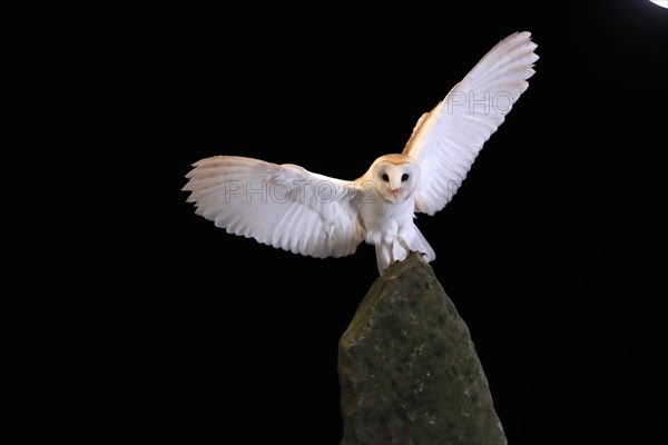 Barn owl, (Tyto alba), adult, flying, landing, on rocks, at night, Lowick, Northumberland, England, Great Britain