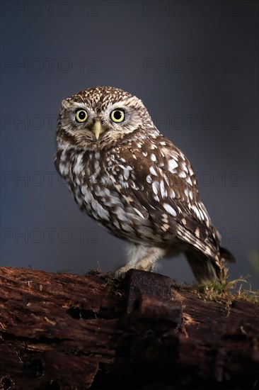 Little owl (Athene noctua), (Tyto alba), adult, on tree trunk, alert, Lowick, Northumberland, England, Great Britain