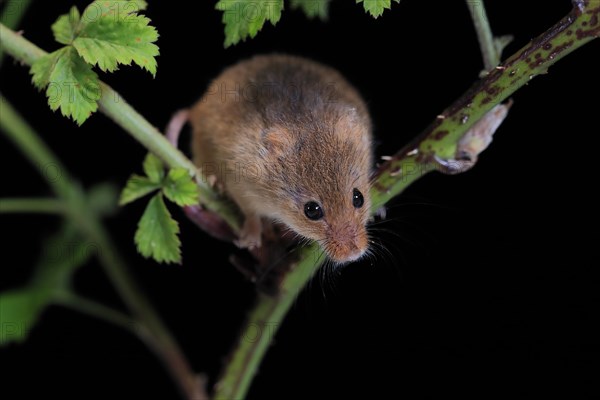 Eurasian harvest mouse (Micromys minutus), adult, on plant stalk, foraging, at night, Scotland, Great Britain