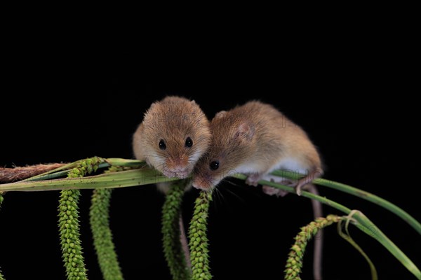 Eurasian harvest mouse (Micromys minutus), adult, two, pair, on plant stalks, spikes, foraging, at night, Scotland, Great Britain