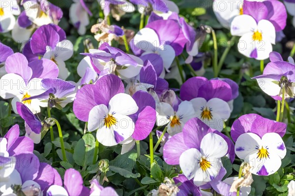 Colourful pansies in purple and white with a lively appearance