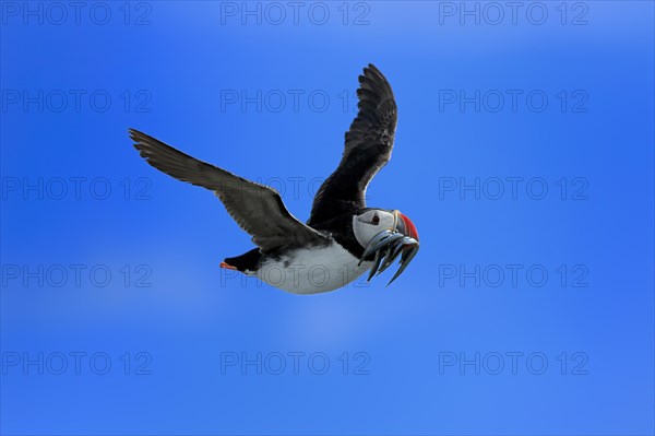 Puffin (Fratercula arctica), adult, flying, with sand eels, with food, Faroe Islands, England, Great Britain, Europe