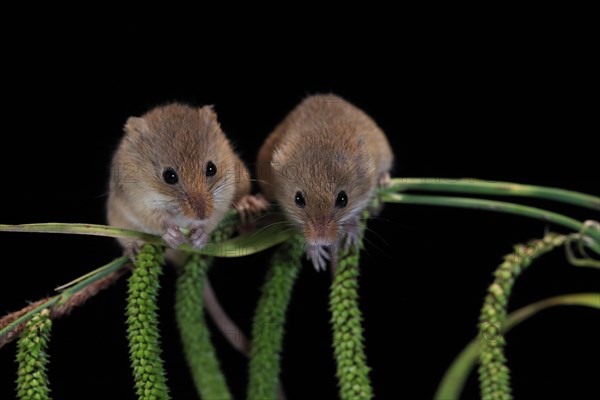 Eurasian harvest mouse (Micromys minutus), adult, two, pair, on plant stalks, spikes, foraging, at night, Scotland, Great Britain