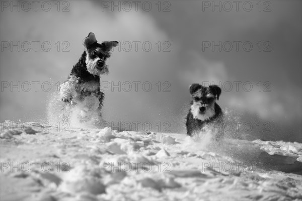 Two dogs playfully romping in the snow in monochrome, Amazing Dogs in the Nature