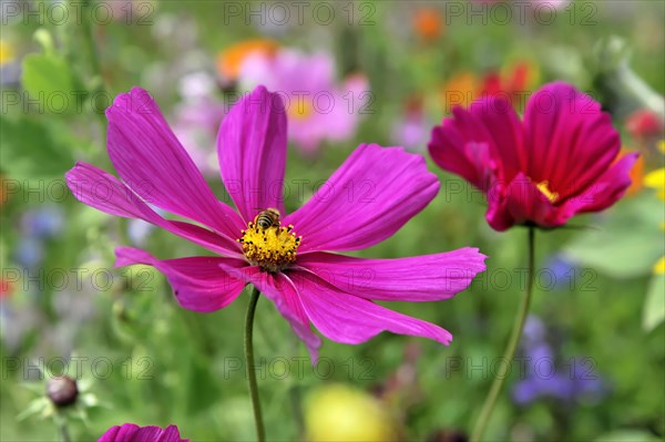 A pink flower with a yellow centre (Cosmea bipinnata), Cosmea, and an insect on the petals, surrounded by the flower field, Stuttgart, Baden-Wuerttemberg, Germany, Europe