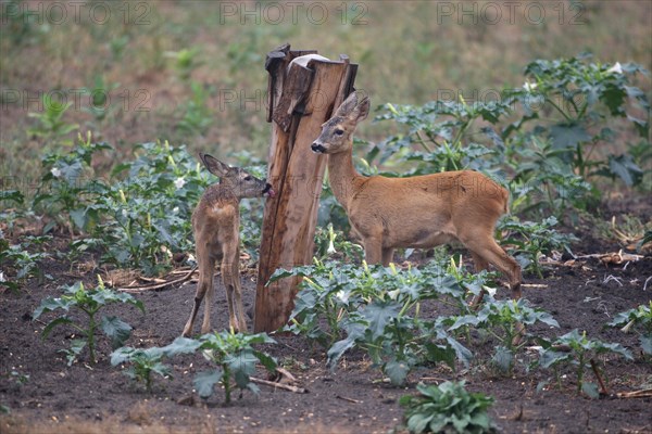 European roe deer (Capreolus capreolus) doe (right) with fawn at salt lick, Southern Hungary, Hungary, Europe