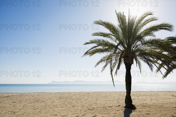 Beach with palm trees, Can Picafort, Bay of Alcudia, Majorca, Balearic Islands, Spain, Europe