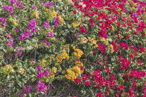 Bougainvillea, Lanzarote, Canary Islands, Spain, Europe