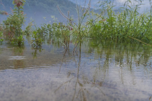 Shallow waters rich with water plants reflecting the cloudy skies above and surrounded by greenery, in South Korea