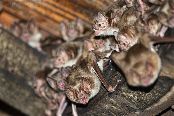 Common vampire bat (Desmodus rotundus) Pantanal Brazil