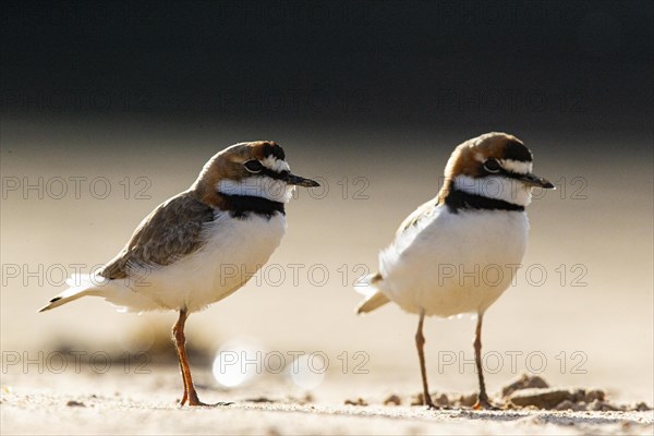 Slender-billed plover (Anarhynchus collaris) Pantanal Brazil