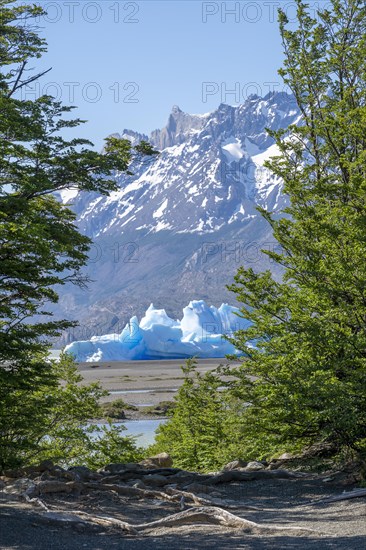 Riverside forest with view of iceberg on Lago Grey, Torres del Paine National Park, Parque Nacional Torres del Paine, Cordillera del Paine, Towers of the Blue Sky, Region de Magallanes y de la Antartica Chilena, Ultima Esperanza Province, UNESCO Biosphere Reserve, Patagonia, End of the World, Chile, South America