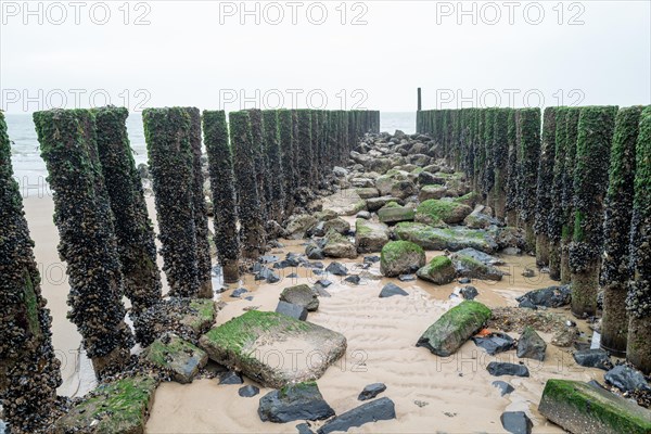 Rough groynes with seaweed and stones on the beach under a cloudy sky, Westkapelle, Zeeland, Netherlands