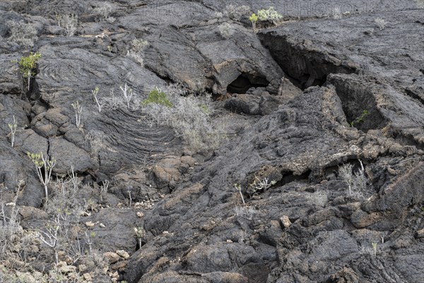 Lava structures, Costa Teguise, Lanzarote, Canary Islands, Spain, Europe