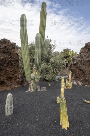 Cacti, Jardin de Cactus, Lanzarote, Canary Islands, Spain, Europe