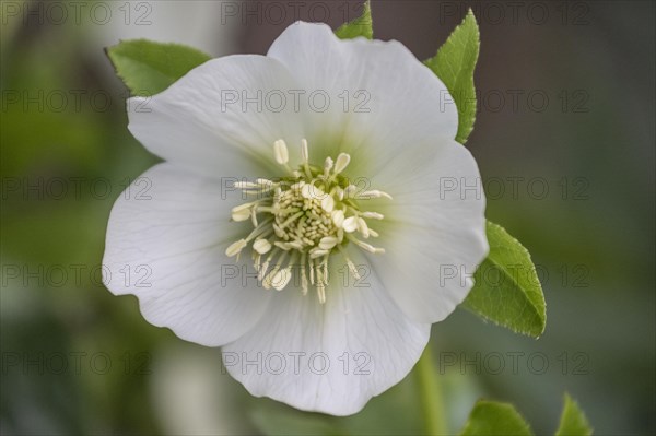 Lenzrose (Helleborus orientalis Hybride), Speyer, Rhineland-Palatinate, Germany, Europe