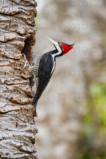 Crimson-crested woodpecker (Campephilus melanoleucos) Pantanal Brazil