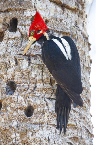 Crimson-crested woodpecker (Campephilus melanoleucos) Pantanal Brazil