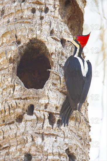 Crimson-crested woodpecker (Campephilus melanoleucos) Pantanal Brazil