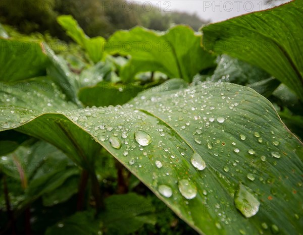 Wet green leaves with water droplets after a rain shower in the tropics, AI generated, AI generated