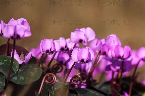 Wild cyclamen, February, Germany, Europe