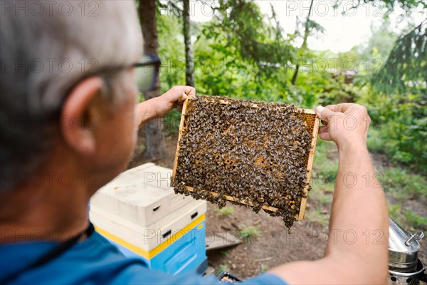 Fantastic beehive producing honey, nature, man and bee, sweet honey, honeycomb, nectar, beekeeping, Poland, Europe