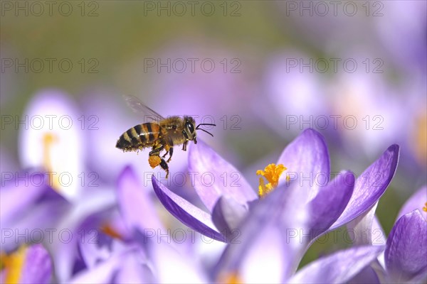 Bee with pollen in crocus field, February, Germany, Europe