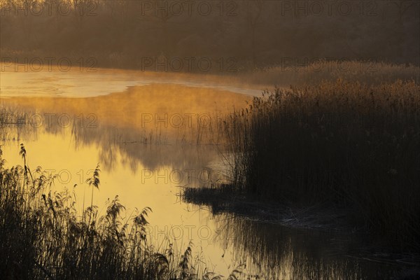 Riparian forest, morning mood, ice, water, reeds, Lower Austria