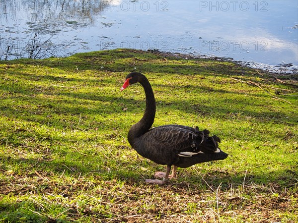 Black swan (Cygnus atratus) at a pond, North Rhine-Westphalia, Germany, Europe