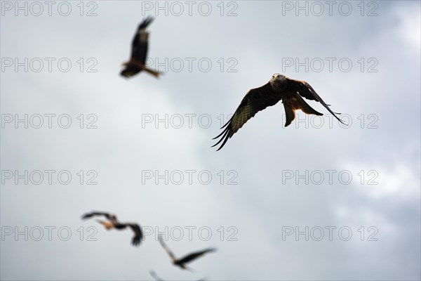 Several red kites (Milvus milvus) in flight looking for prey, cloudy sky, Wales, Great Britain