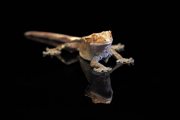 New Caledonian eyelash gecko (Correlophus ciliatus), adult, captive, New Caledonia, Oceania